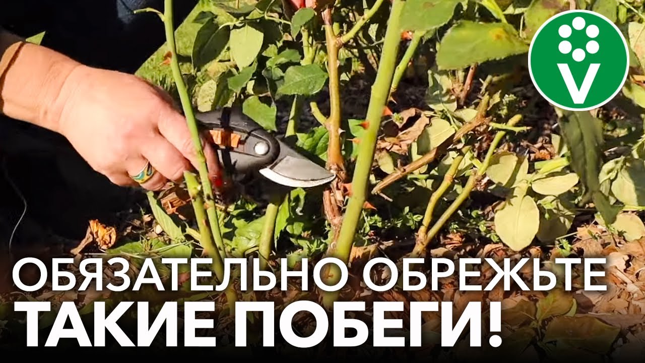 Нажмите, чтобы запустить видео