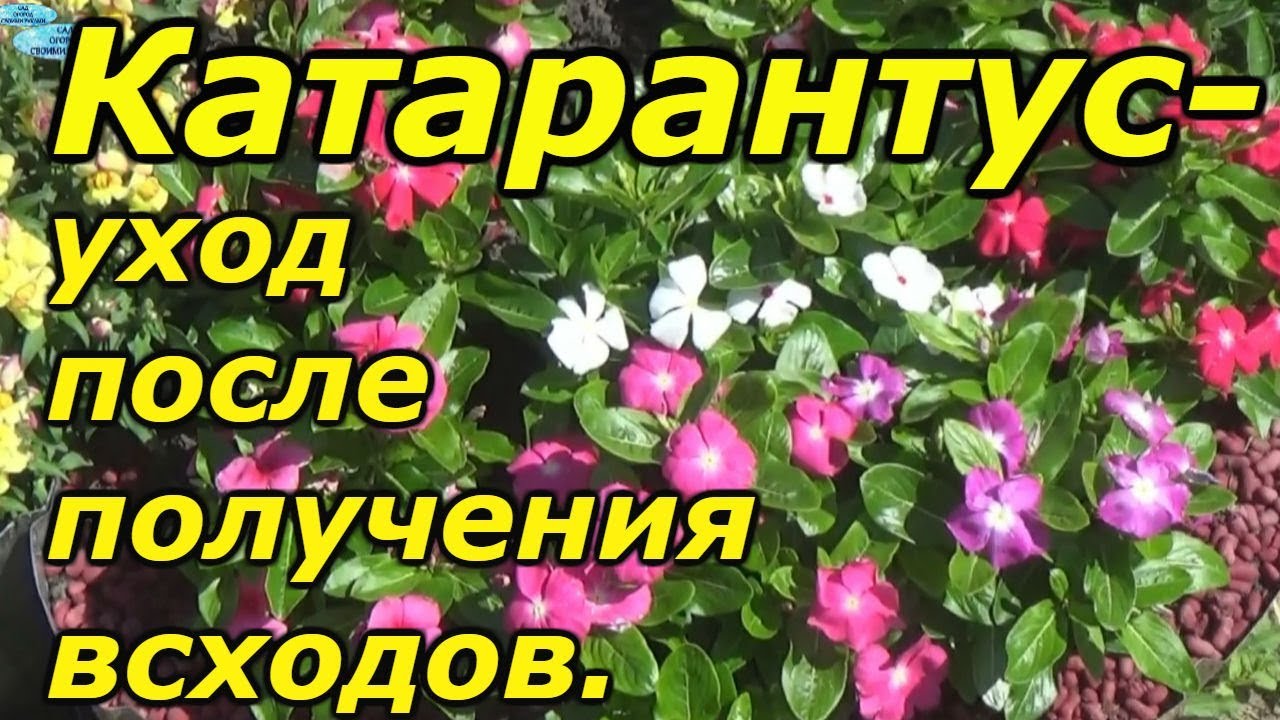 Нажмите, чтобы запустить видео