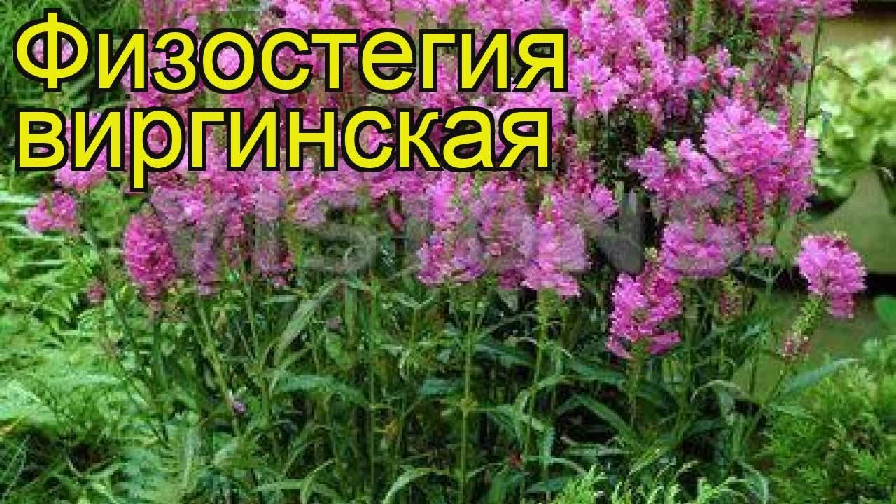 Нажмите, чтобы запустить видео