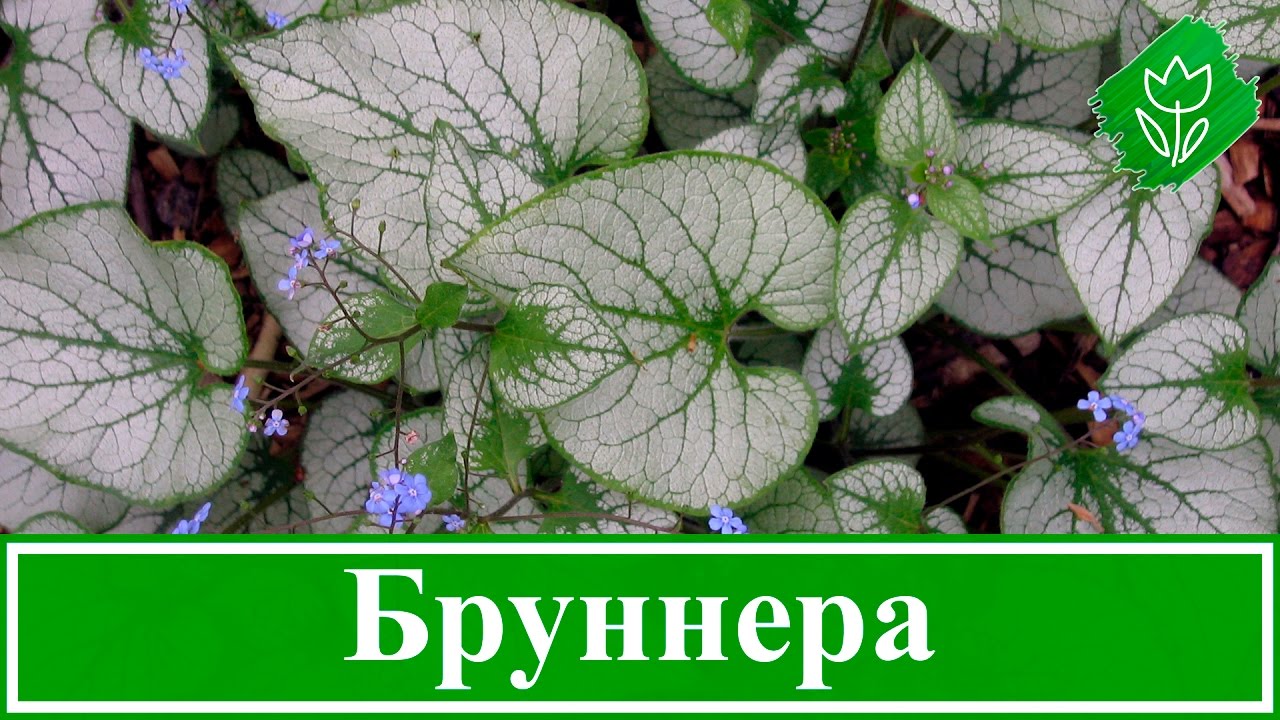 Нажмите, чтобы запустить видео