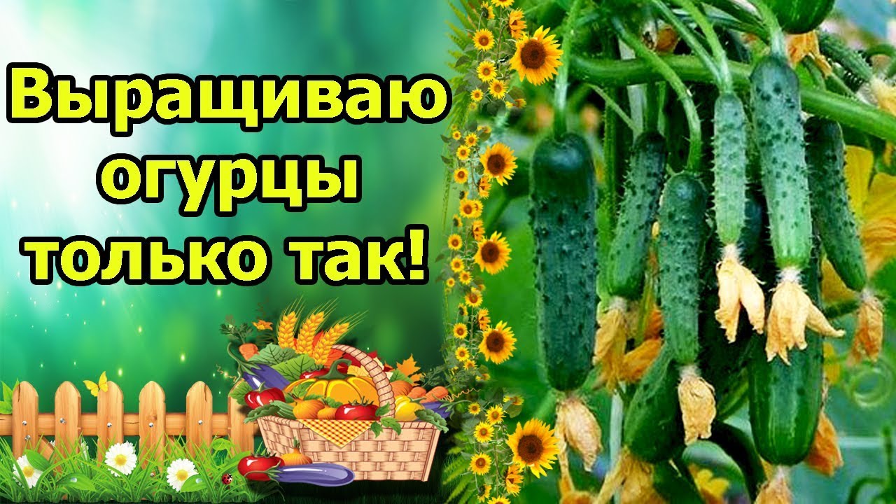 Нажмите, чтобы запустить видео