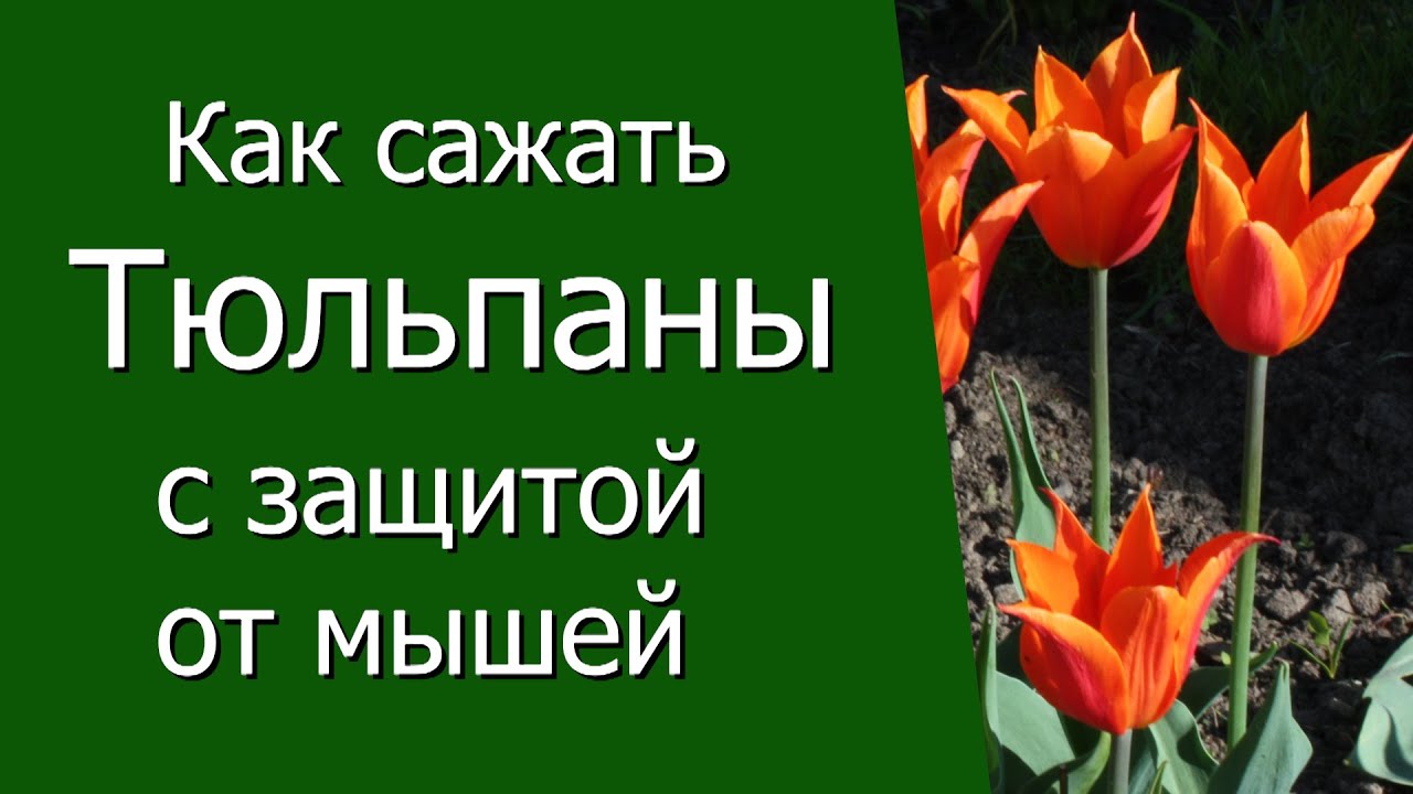 Нажмите, чтобы запустить видео