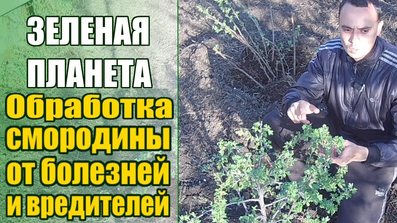 Нажмите, чтобы запустить видео