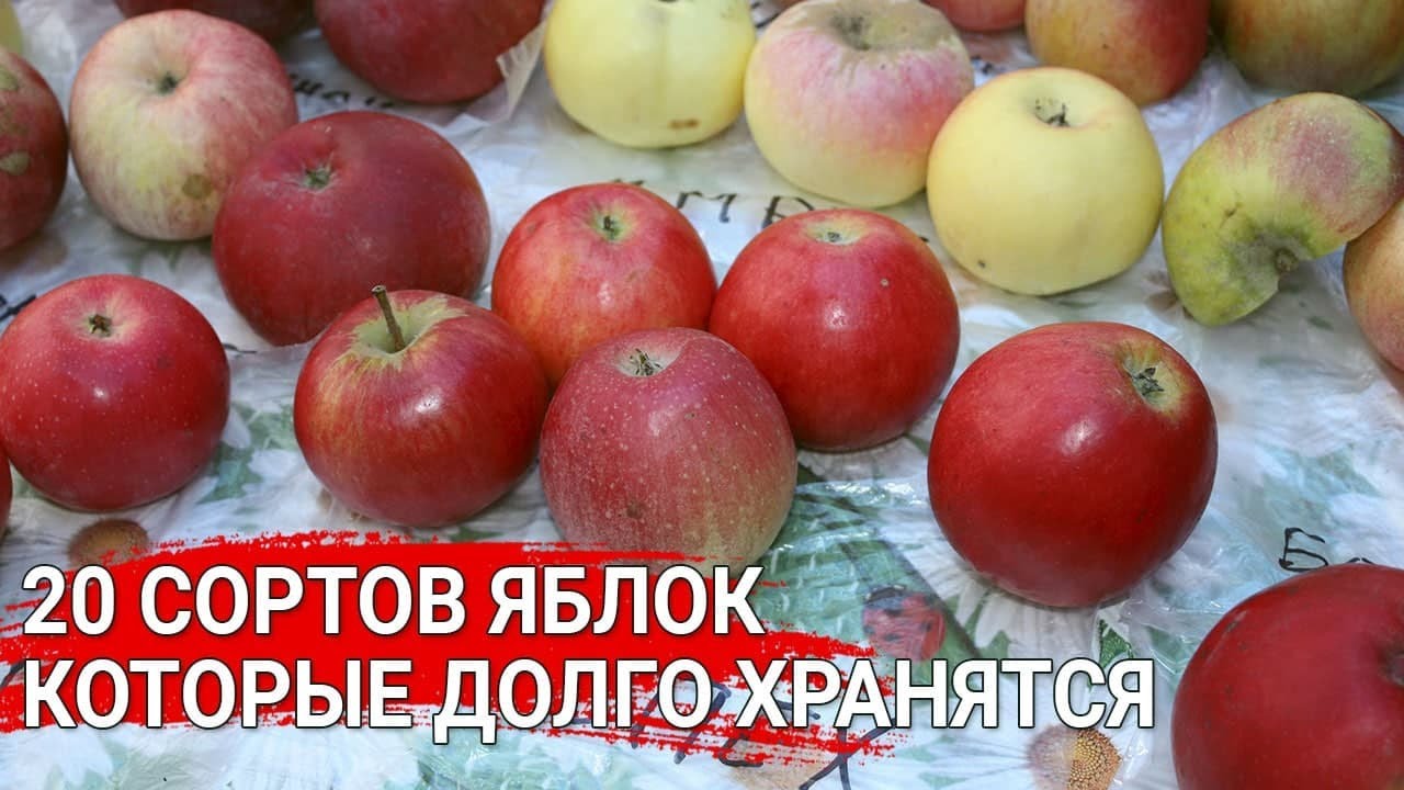 Нажмите, чтобы запустить видео