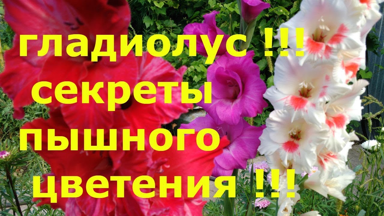 Нажмите, чтобы запустить видео