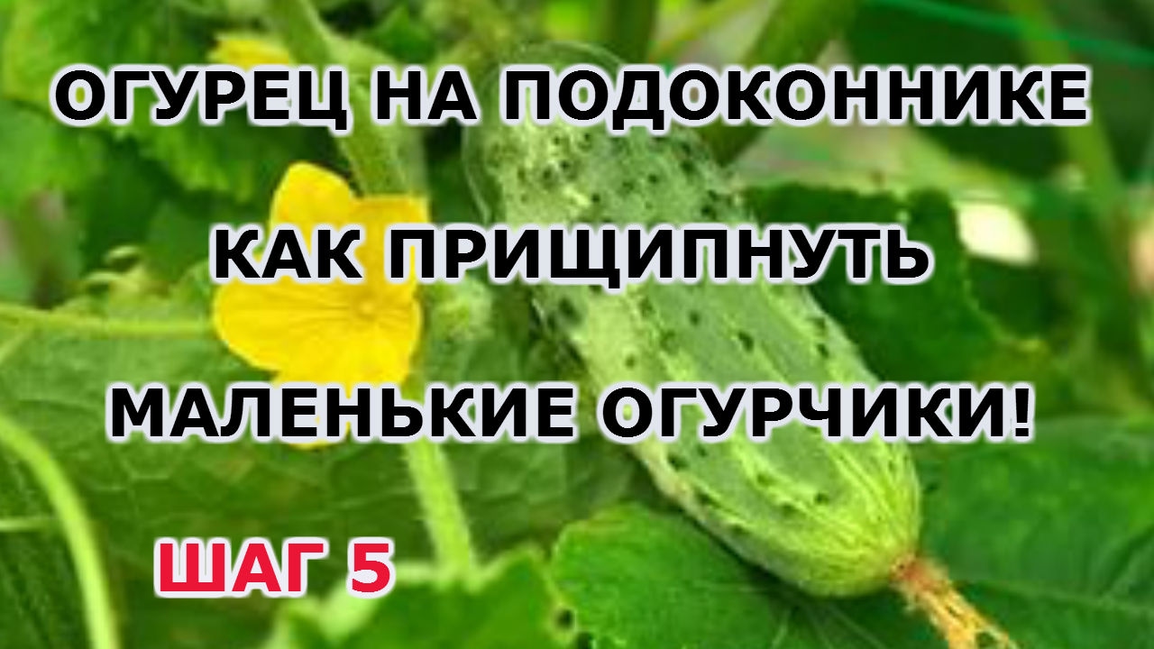 Нажмите, чтобы запустить видео