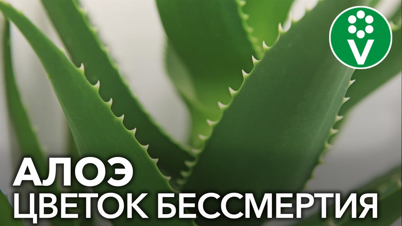 Нажмите, чтобы запустить видео