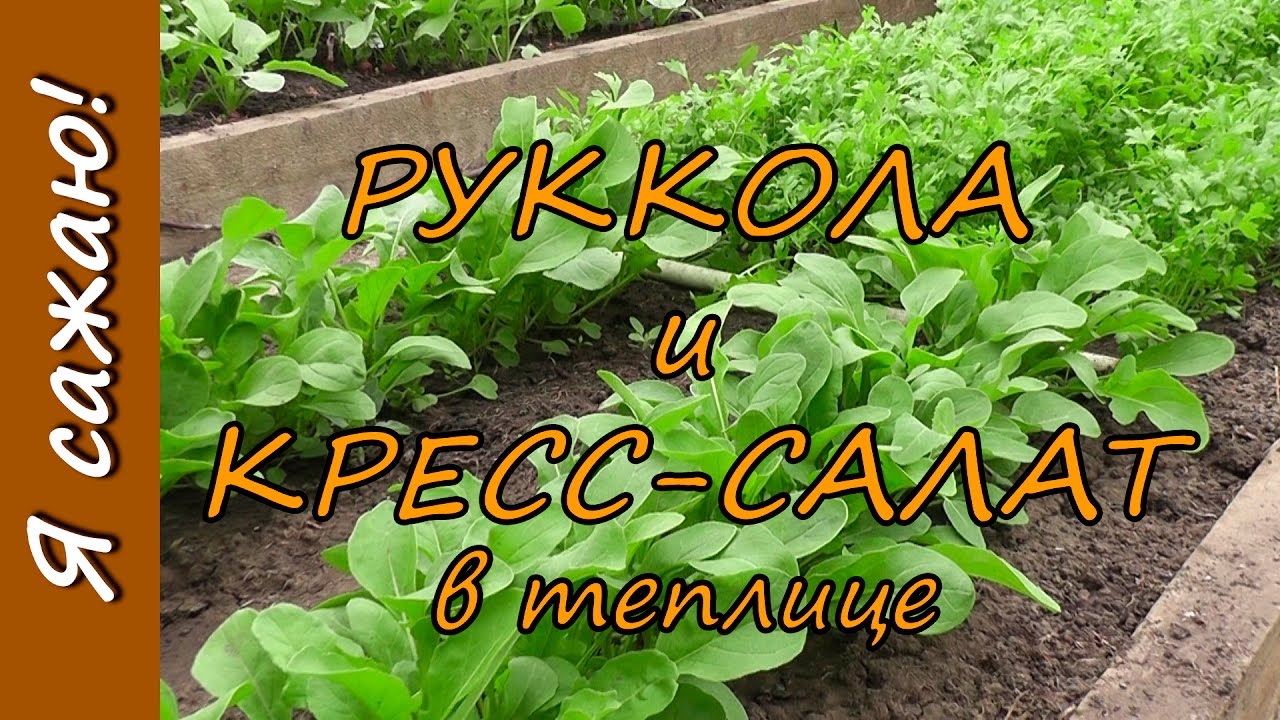 Нажмите, чтобы запустить видео