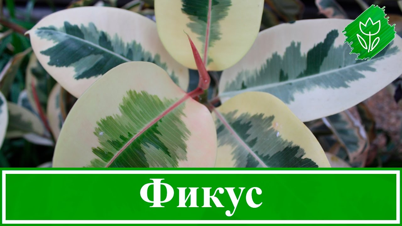 Нажмите, чтобы запустить видео