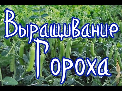 Нажмите, чтобы запустить видео
