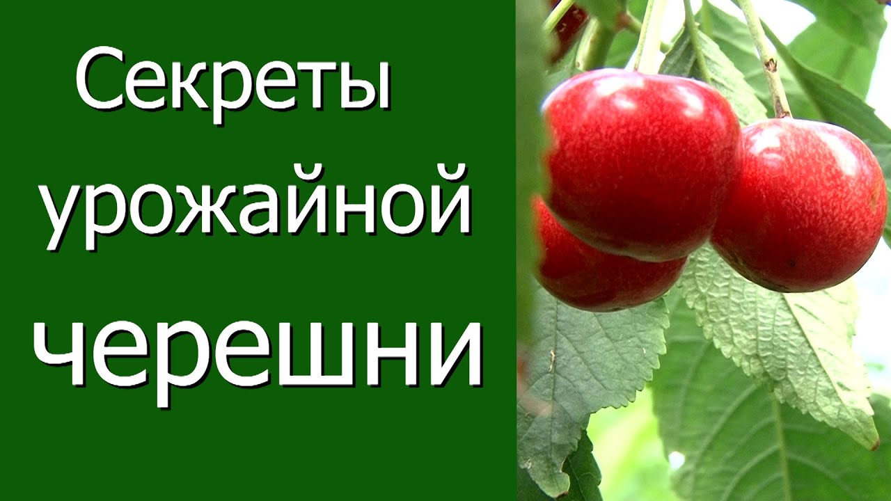 Нажмите, чтобы запустить видео