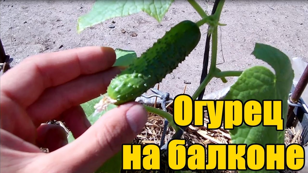 Нажмите, чтобы запустить видео