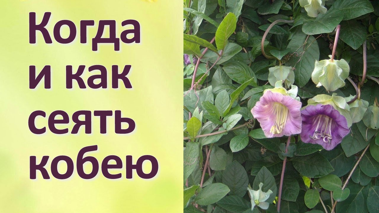 Нажмите, чтобы запустить видео