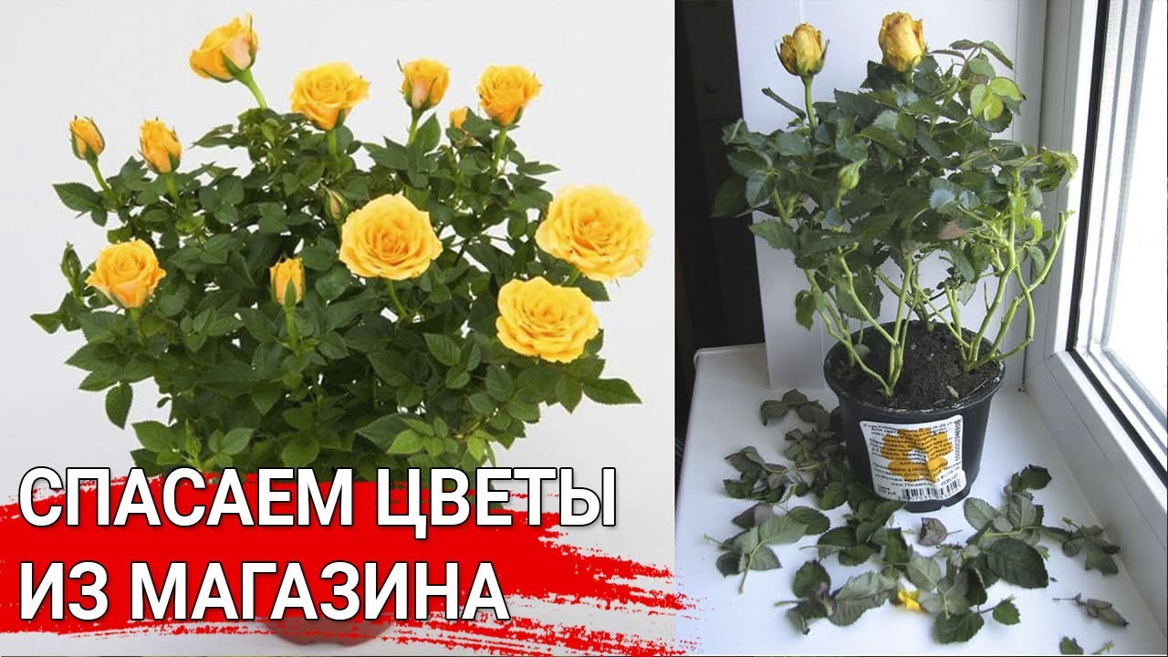 Нажмите, чтобы запустить видео