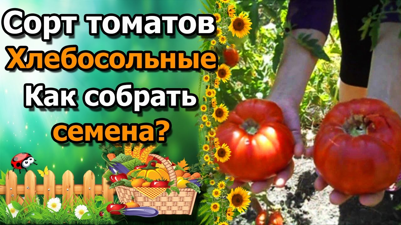 Нажмите, чтобы запустить видео