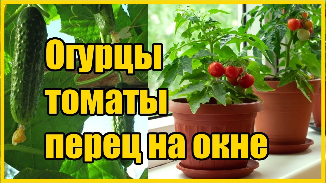 Нажмите, чтобы запустить видео