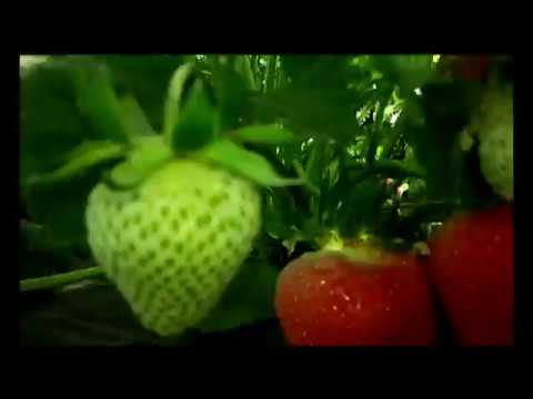 Нажмите, чтобы запустить видео