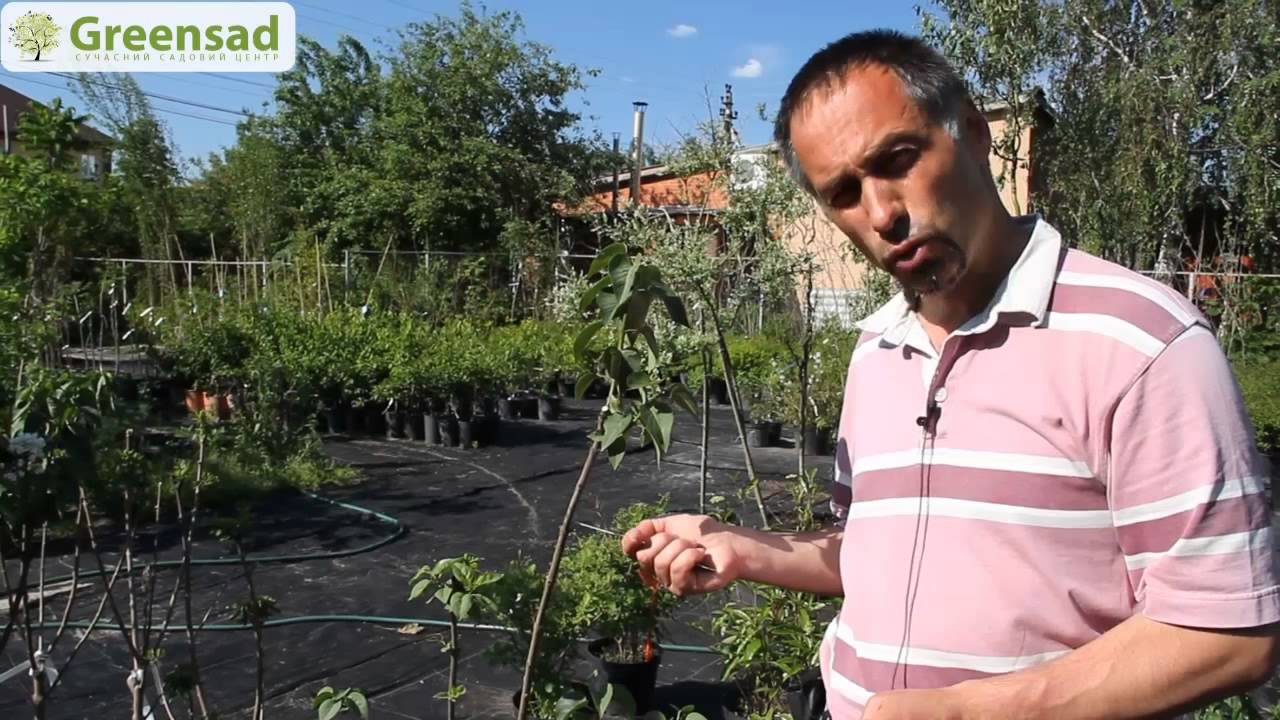 Нажмите, чтобы запустить видео