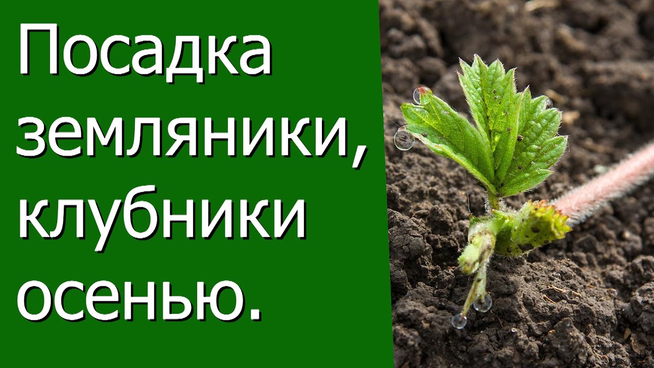 Нажмите, чтобы запустить видео