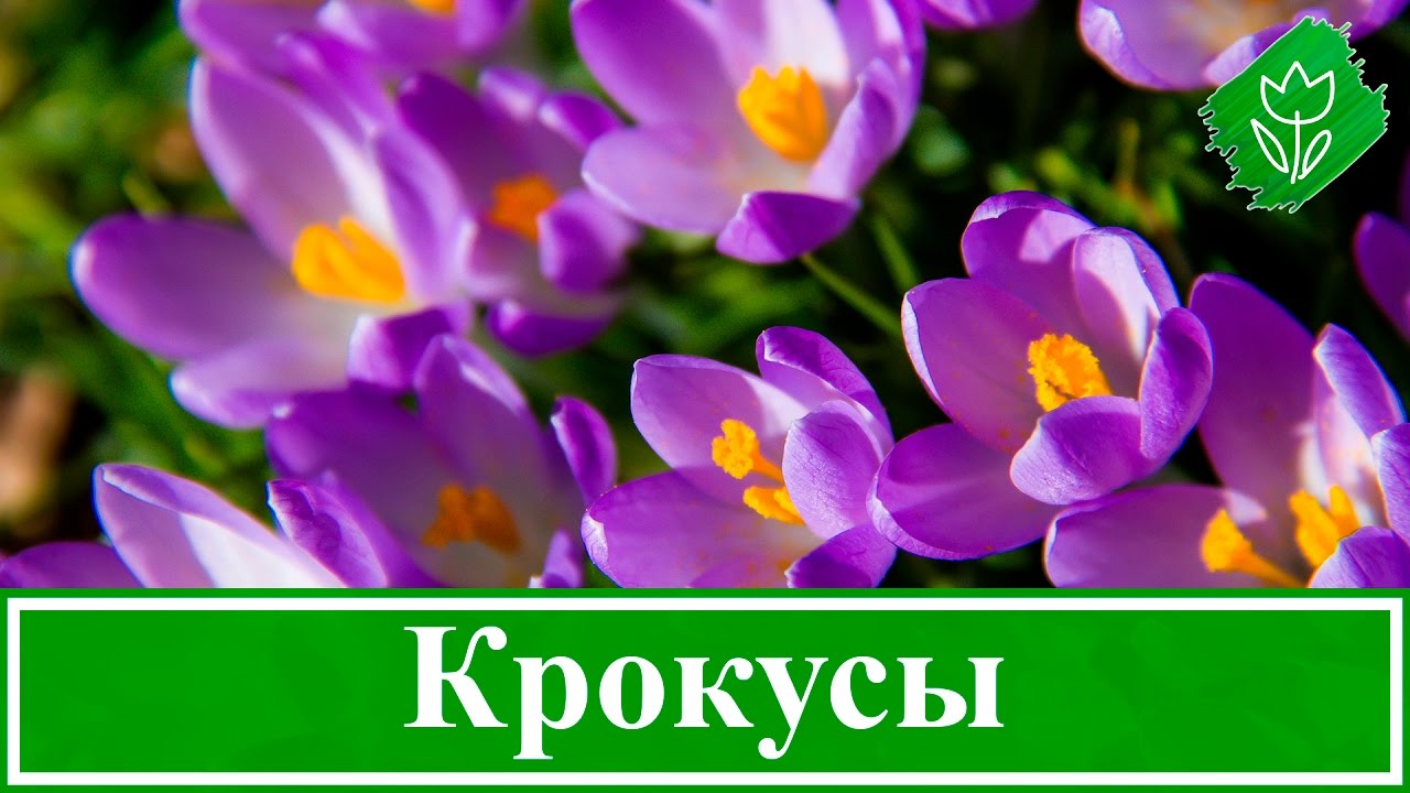 Нажмите, чтобы запустить видео