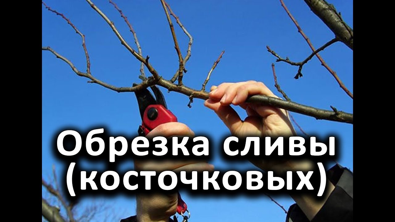 Нажмите, чтобы запустить видео