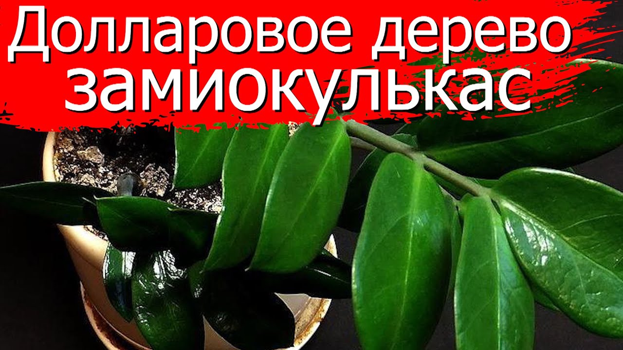 Нажмите, чтобы запустить видео