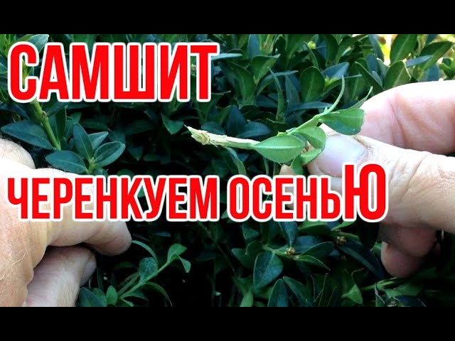 Нажмите, чтобы запустить видео