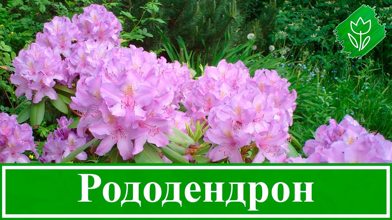 Нажмите, чтобы запустить видео
