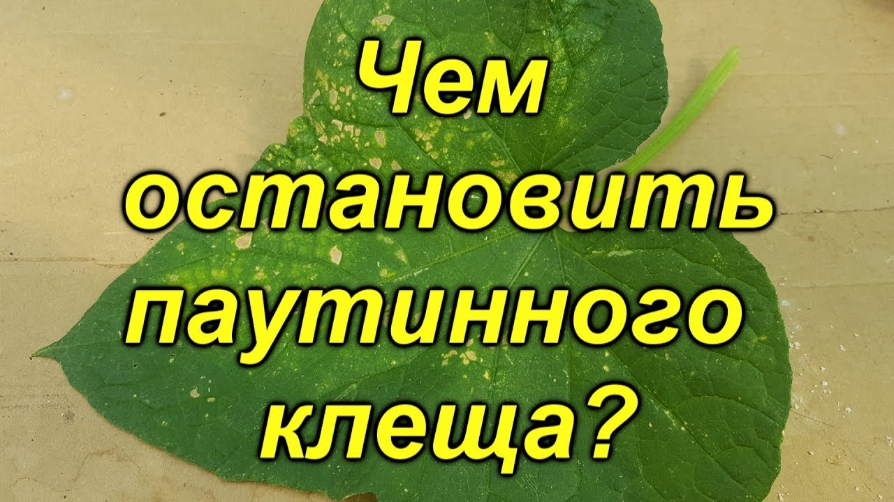 Нажмите, чтобы запустить видео