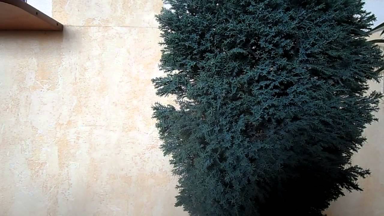 Нажмите, чтобы запустить видео
