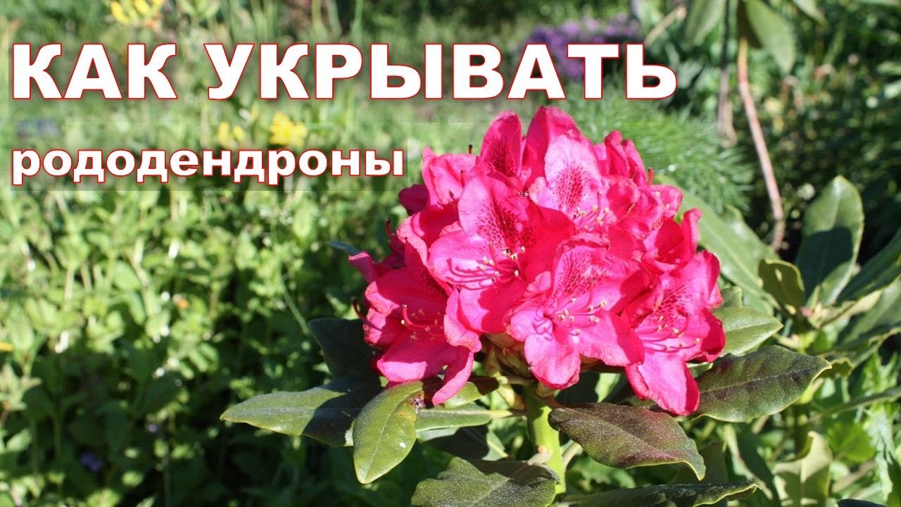 Нажмите, чтобы запустить видео