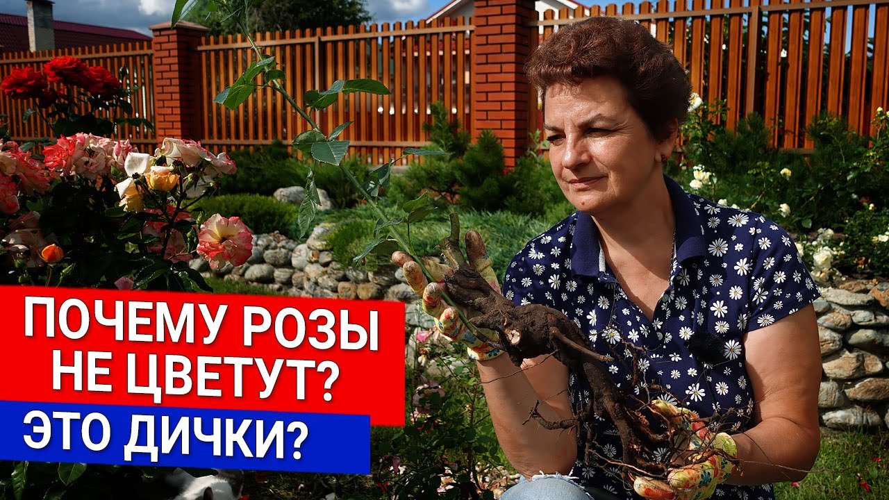 Нажмите, чтобы запустить видео