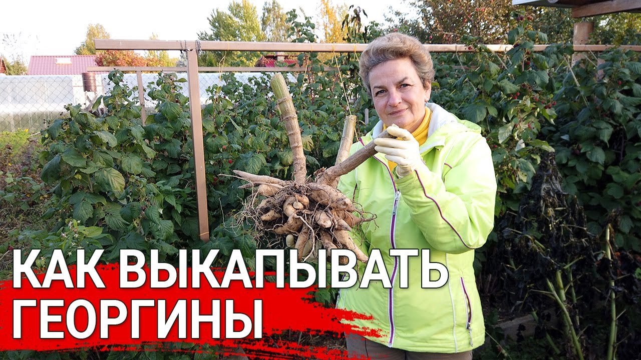 Нажмите, чтобы запустить видео