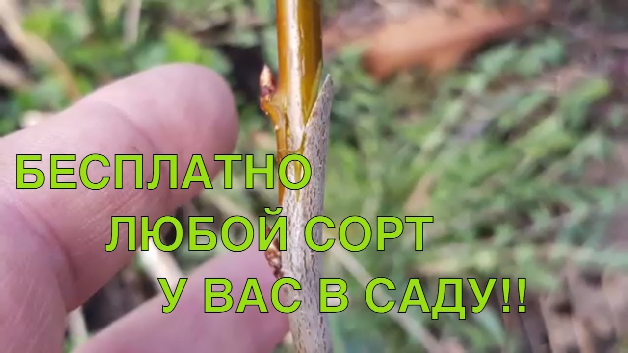 Нажмите, чтобы запустить видео