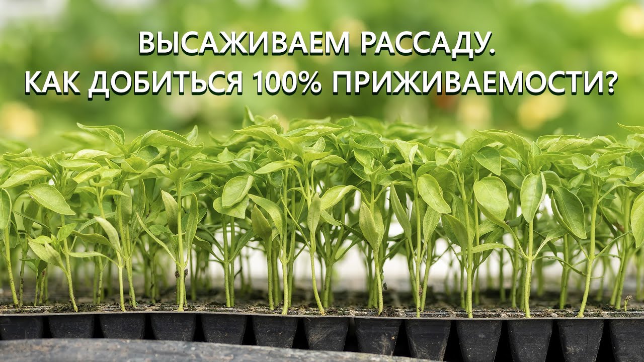 Нажмите, чтобы запустить видео