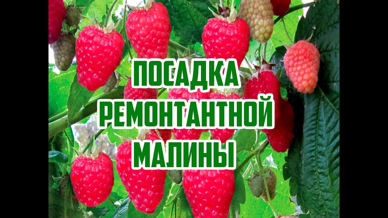 Нажмите, чтобы запустить видео