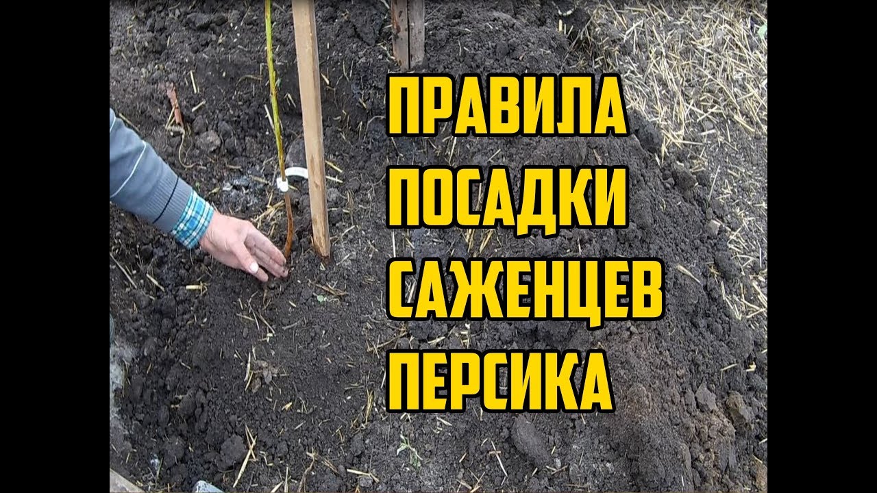 Нажмите, чтобы запустить видео