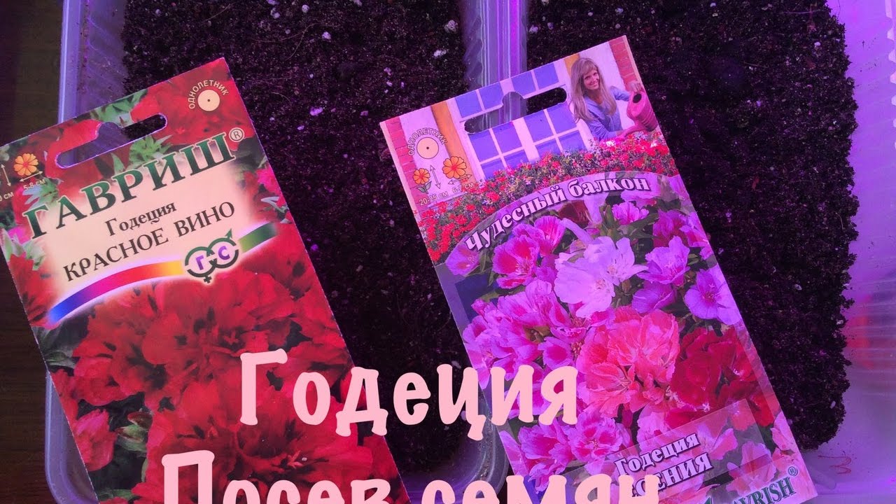 Нажмите, чтобы запустить видео