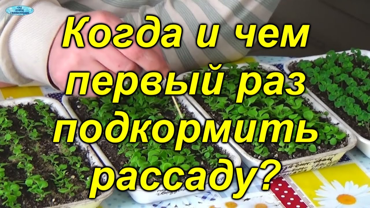 Нажмите, чтобы запустить видео