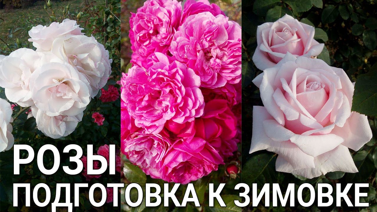 Нажмите, чтобы запустить видео