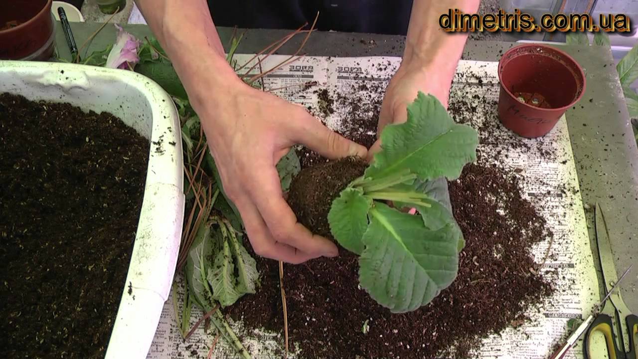 Нажмите, чтобы запустить видео