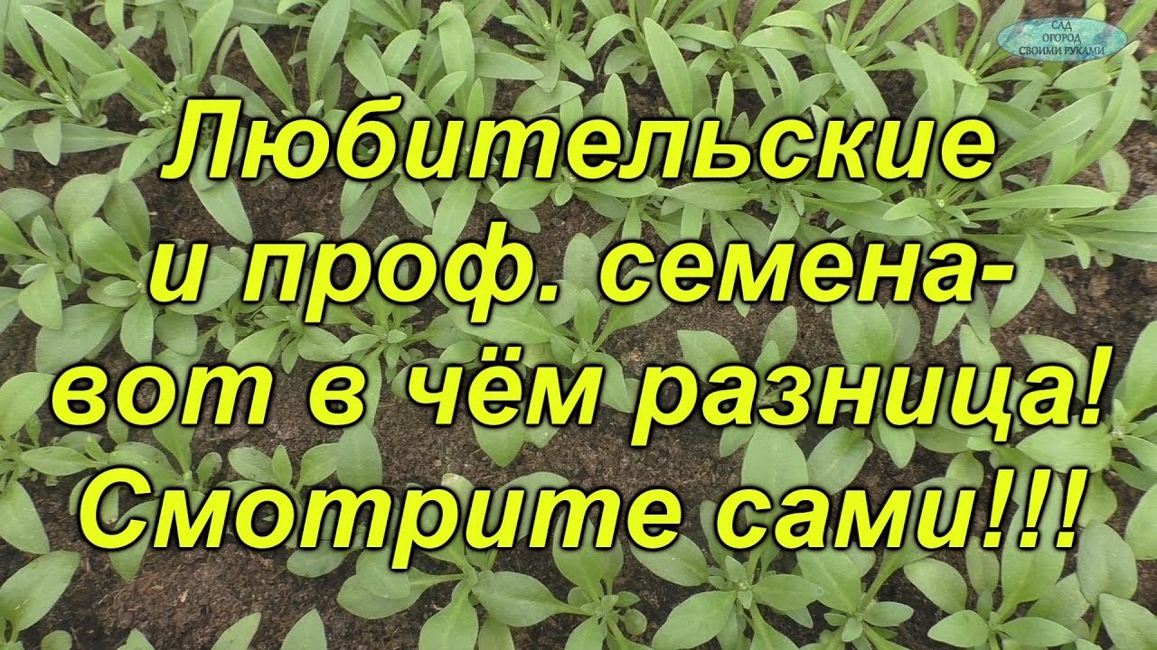 Нажмите, чтобы запустить видео