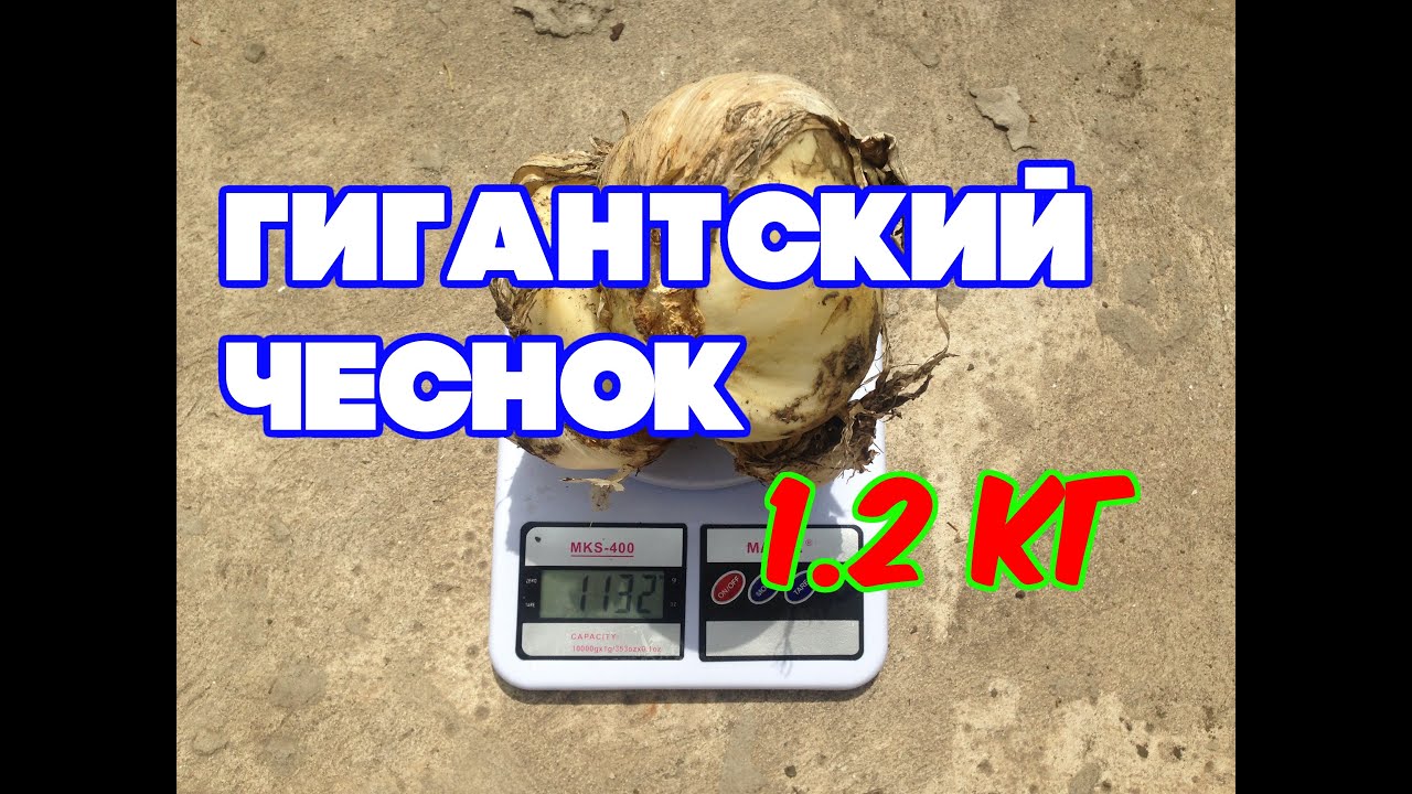 Нажмите, чтобы запустить видео