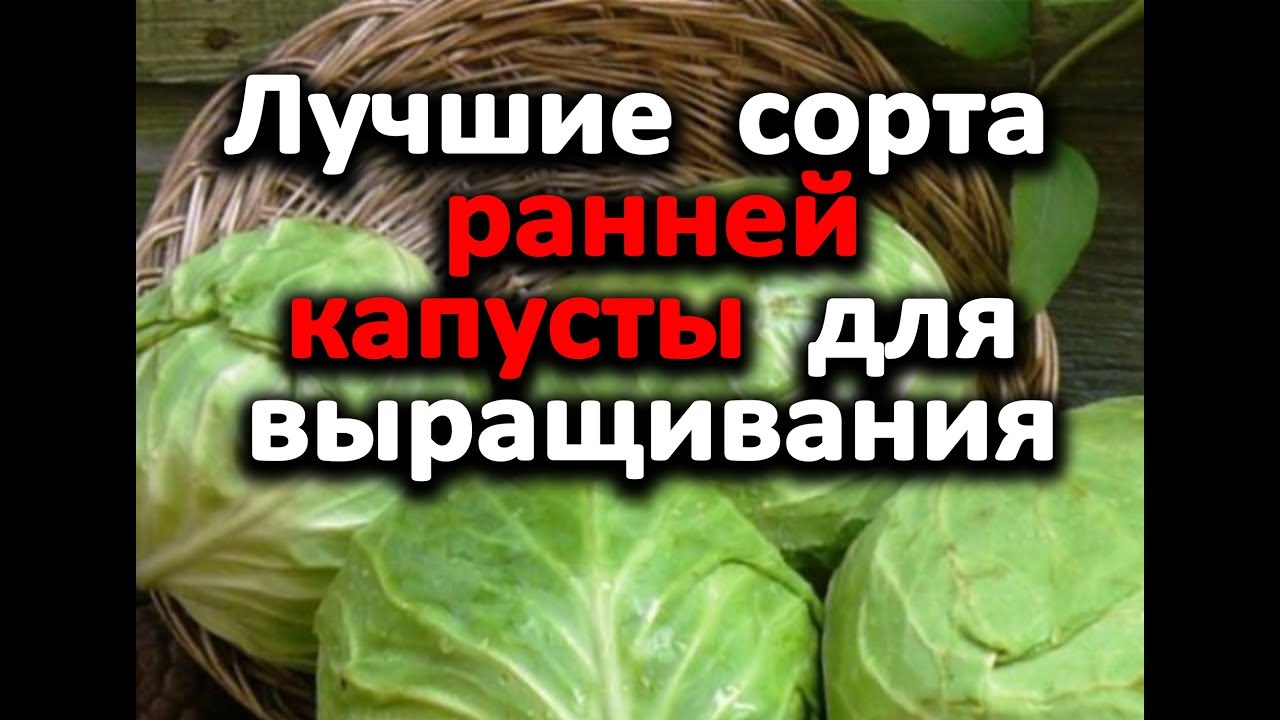 Нажмите, чтобы запустить видео
