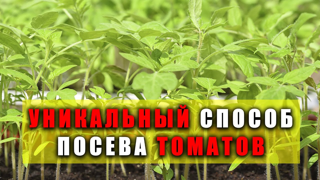 Нажмите, чтобы запустить видео