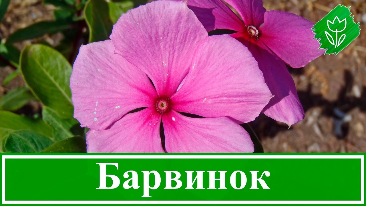 Нажмите, чтобы запустить видео