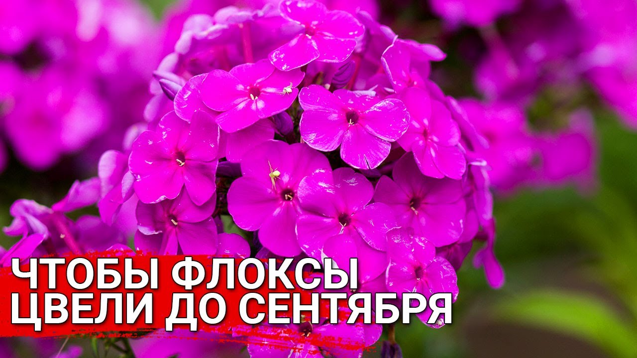 Нажмите, чтобы запустить видео