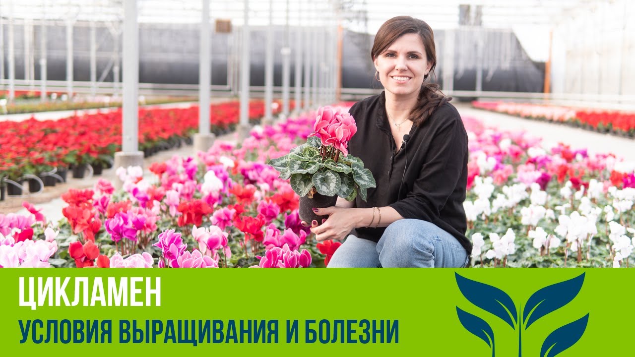 Нажмите, чтобы запустить видео