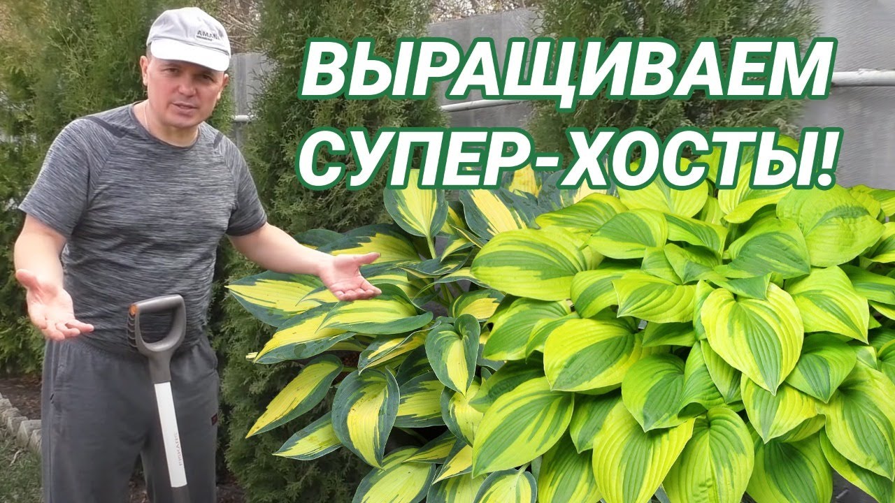 Нажмите, чтобы запустить видео