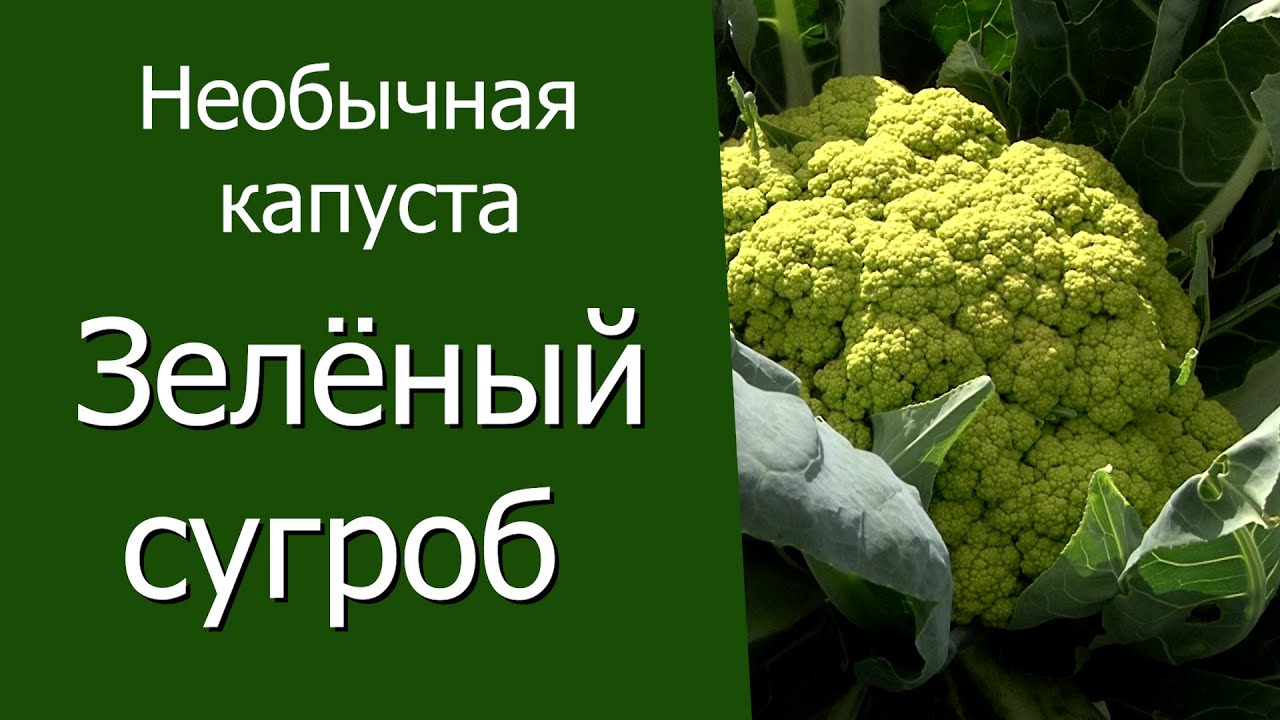 Нажмите, чтобы запустить видео